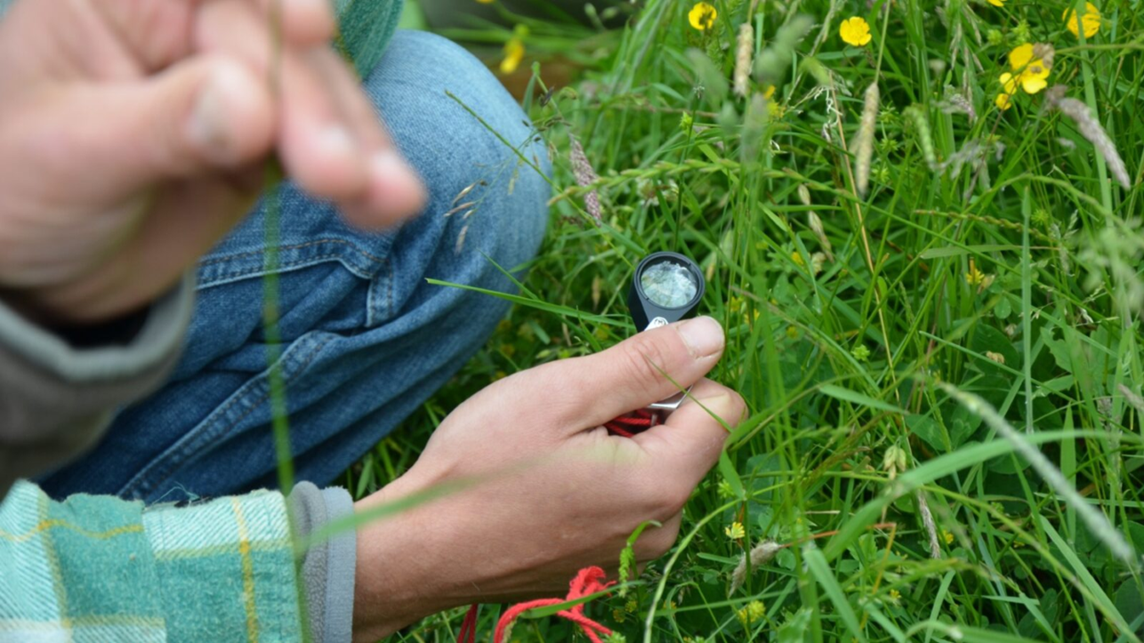 Vue rapprochée d'une main tenant une loupe de précision au-dessus de plantes sauvages, illustrant l'observation scientifique lors d'un atelier de botanique en plein air.